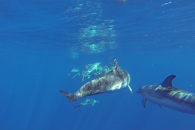 Dolphin and Whale Cruise in Puerto Rico, Gran Canaria - The glass bottom and the life below the boat