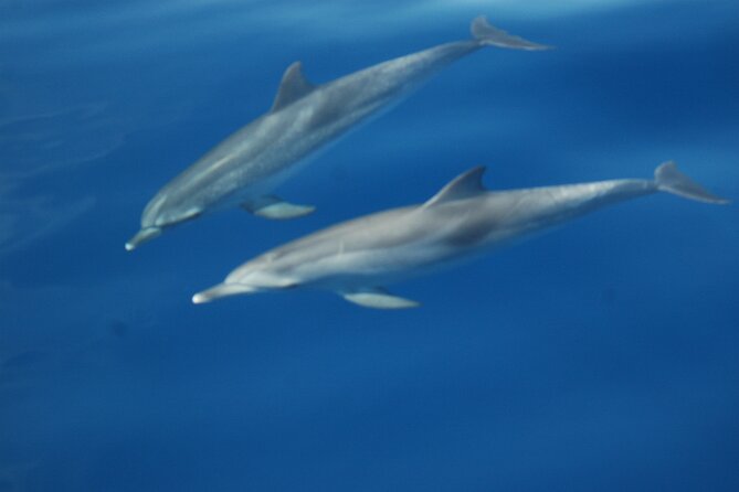 Dolphin and Whale Sailing Tour in Los Gigantes - The swim and snorkel stop