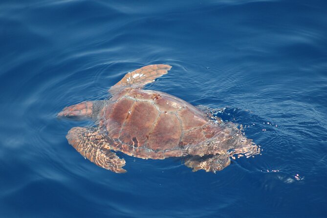 Dolphin and Whale Sailing Tour in Los Gigantes - Snacks, drinks, and the pace of the afternoon