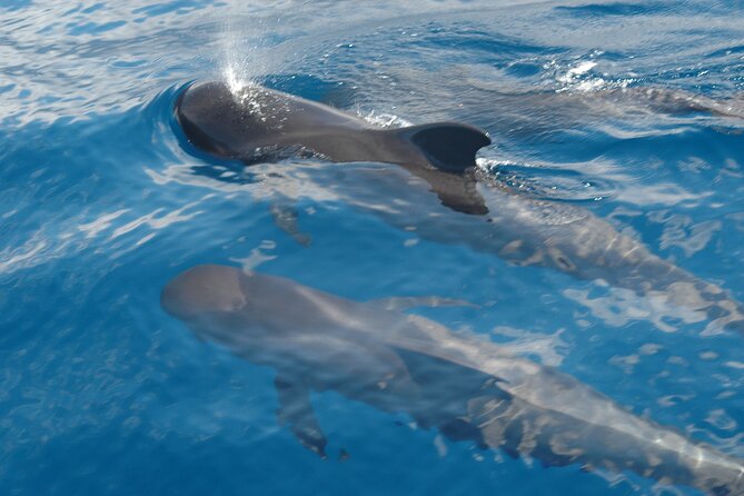 Dolphin and Whale Sailing Tour in Los Gigantes - A small yacht instead of a packed excursion boat