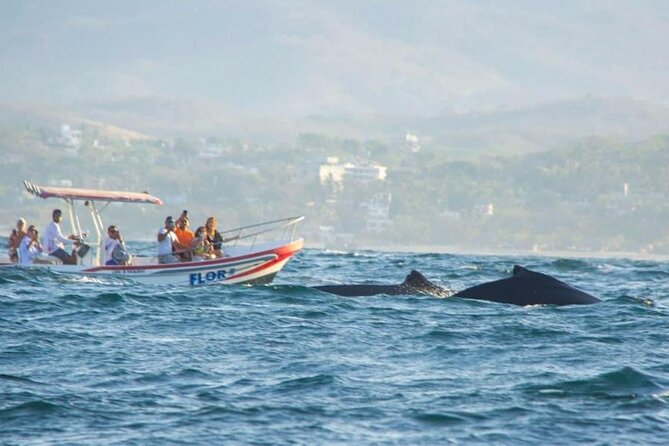 Dolphin and Whale Watching Boat Trip in Puerto Escondido - Why this Puerto Escondido boat trip is worth considering