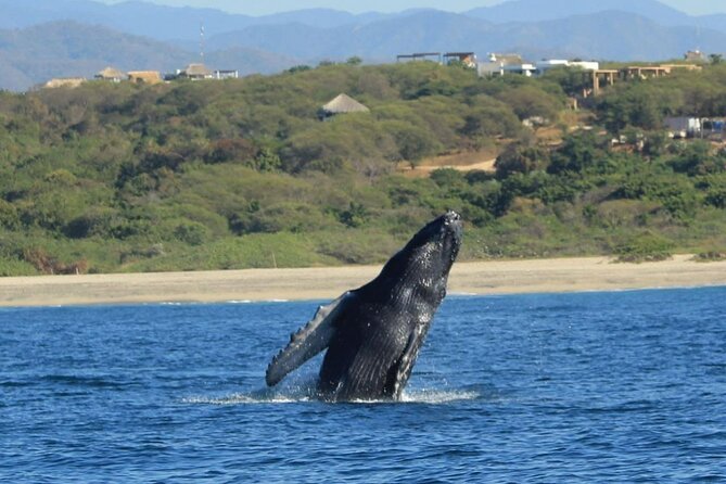 Dolphin and Whale Watching Boat Trip in Puerto Escondido - Sea turtles, rays, and seasonal humpback whales