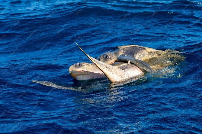 Dolphin and Whale Watching Boat Trip in Puerto Escondido - Swimming and snorkeling only when the captain approves