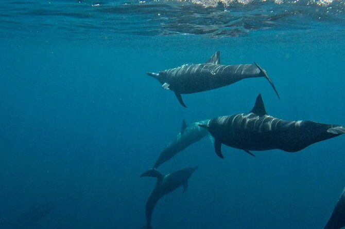 Dolphin and Whale Watching Boat Trip in Puerto Escondido - A crew that pays attention to the sea