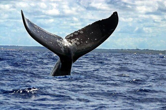 Dolphin and Whale Watching Boat Trip in Puerto Escondido - Who will enjoy this morning on the Pacific?