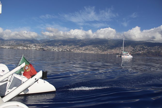 Dolphin and Whale Watching Catamaran Cruise from Funchal - Is $48.27 a fair price?