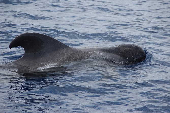 Dolphin and Whale Watching Catamaran Cruise from Funchal - Should you book the VMT Madeira Catamaran?