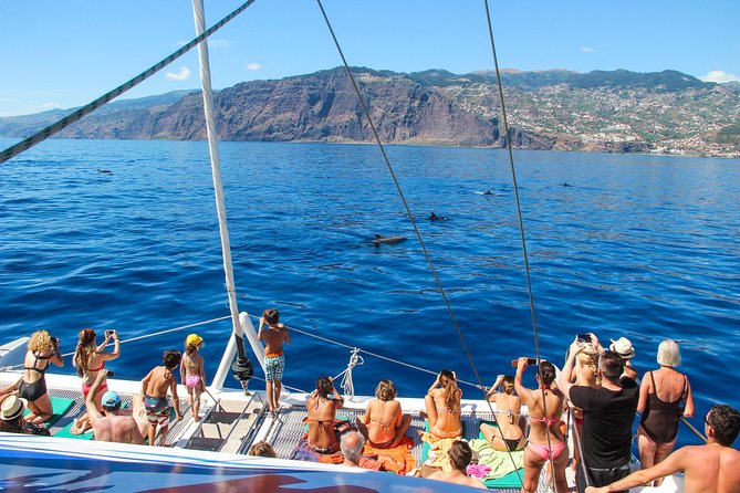 Dolphin and Whale Watching Catamaran Cruise from Funchal - Dolphin and whale watching around Madeira