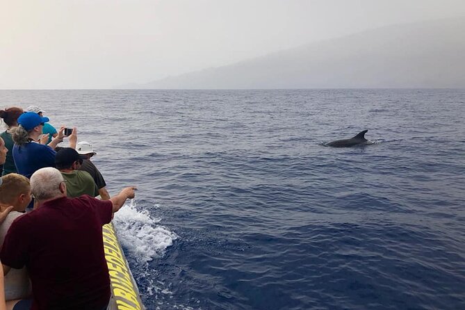 Dolphin and Whale Watching in La Restinga - Setting out from La Restinga at 2 pm