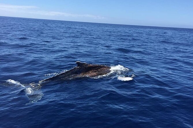 Dolphin and Whale Watching in La Restinga - Searching the southern waters for dolphins and whales