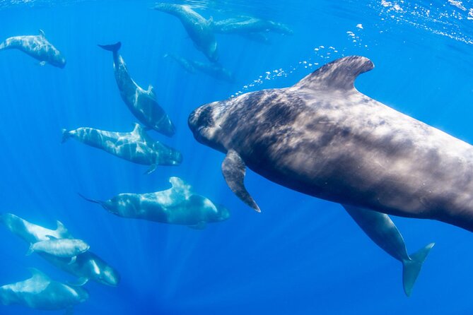Dolphin and Whale Watching in La Restinga - Weather, cancellations, and practical planning