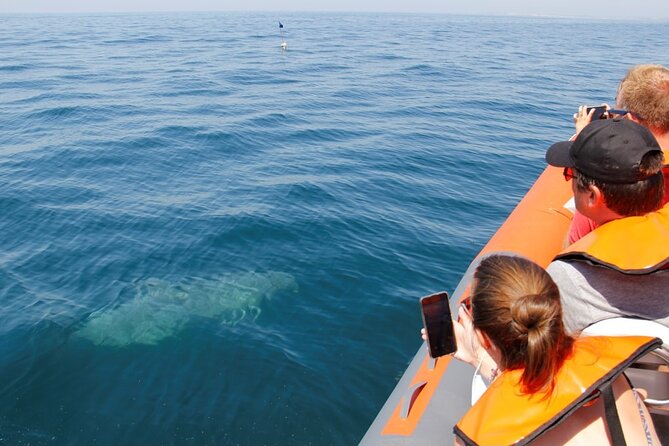 Dolphin and Whale Watching in Lagos - Setting out from Lagos at 11:30 a.m.