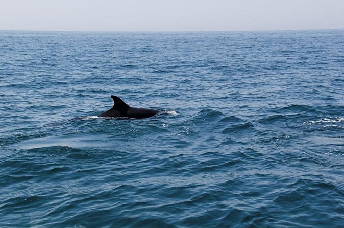 Dolphin and Whale Watching in Lagos - What the 90-minute route feels like