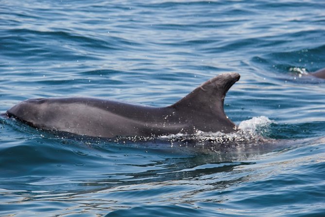 Dolphin and Whale Watching in Lagos - The strongest part: an intimate, personal outing