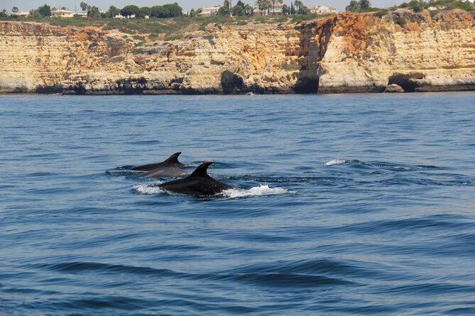 Dolphin and Whale Watching in Lagos - Comfort, motion, and who should go