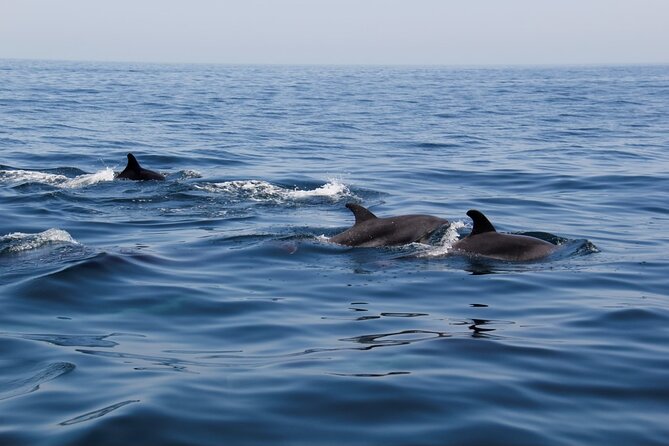 Dolphin and Whale Watching in Lagos - Riding aboard the RIB Aftermath