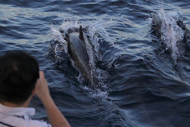 Dolphin and Whale Watching Sunset Cruise - Leaving Mission Bay Park at 1617 Quivira Road