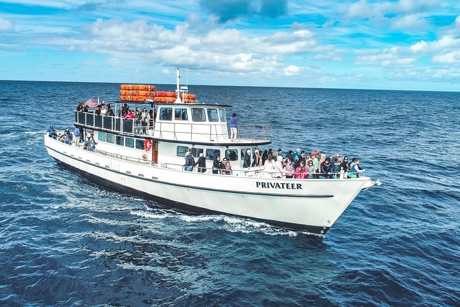 Dolphin and Whale Watching Sunset Cruise - Searching for dolphins and whales offshore