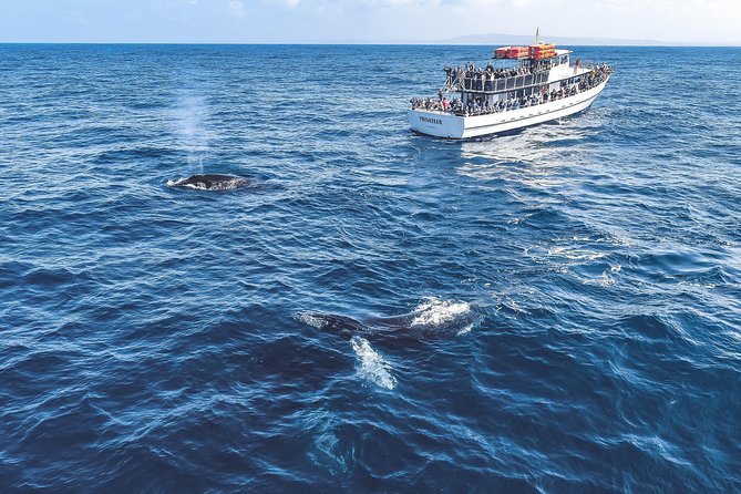 Dolphin and Whale Watching Sunset Cruise - Who will enjoy this cruise most