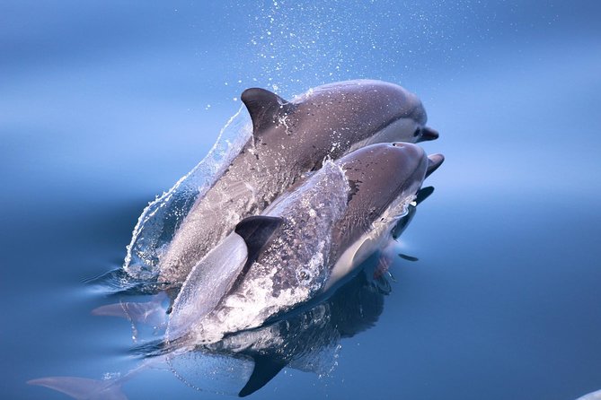 Dolphin and Whale Watching Sunset Cruise - How to get the most from the evening