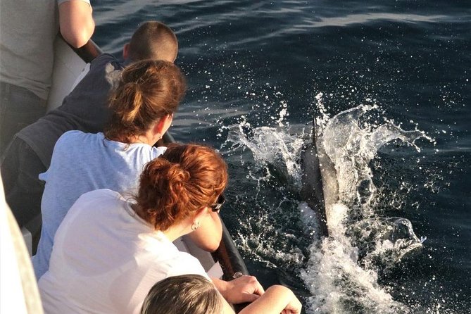 Dolphin and Whale Watching Sunset Cruise - The crew makes the difference