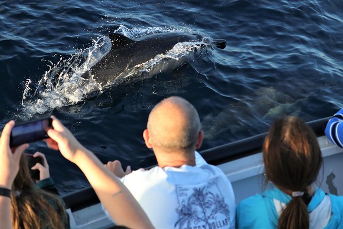 Dolphin and Whale Watching Sunset Cruise - Should you book the San Diego sunset cruise?