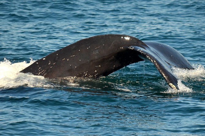 Dolphin and Whale Watching Sunset Cruise - A sunset over the San Diego shore