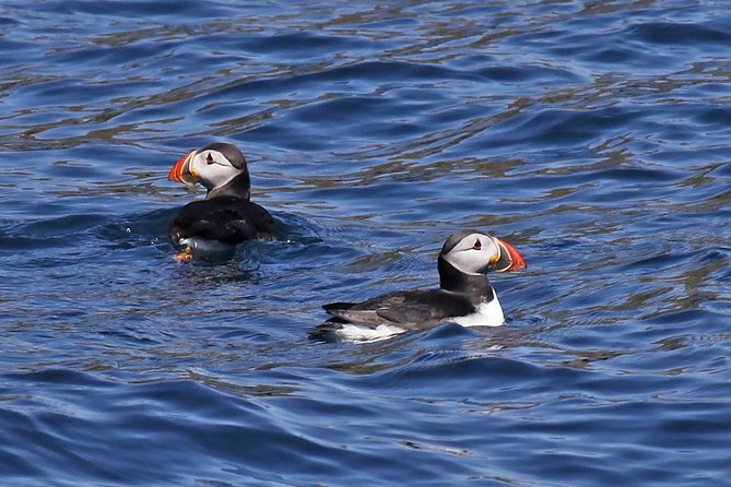 Dolphin and Whale Watching Tour from Dingle - What makes this Dingle cruise worth considering