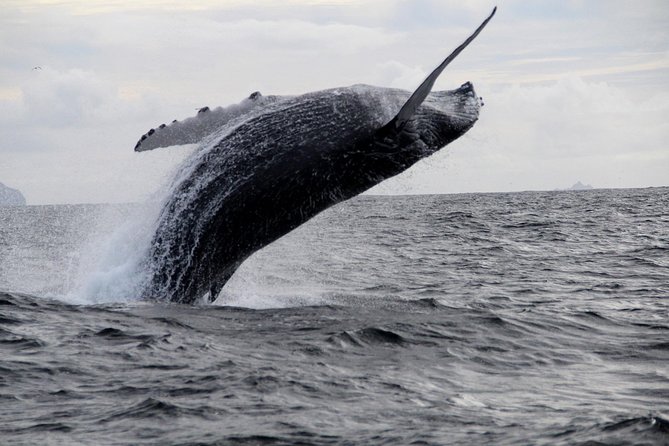 Dolphin and Whale Watching Tour from Dingle - Slea Head, Dunbeg Fort, and the Dingle Peninsula