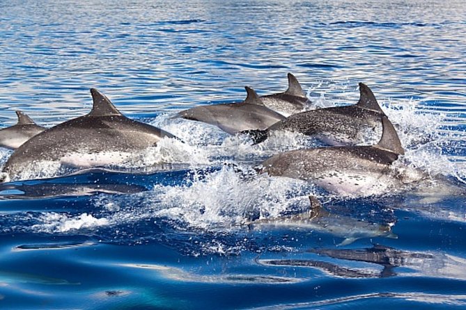 Dolphin and Whales watching cruise from Puerto Rico de Gran Canaria - Setting out from Puerto Rico at 10:30 or 1:30