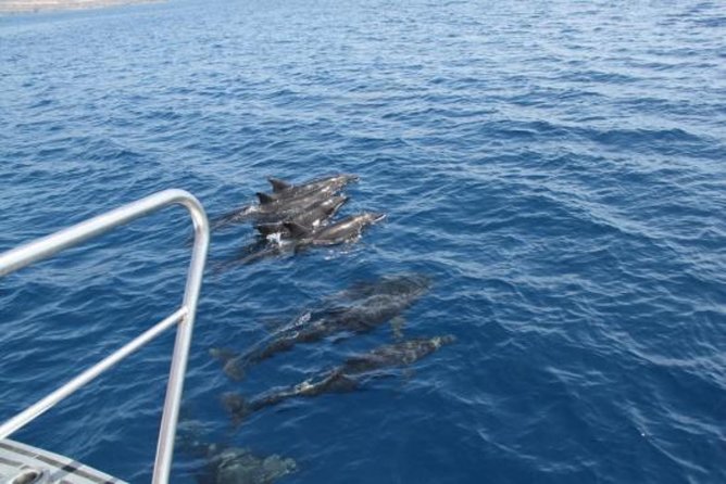 Dolphin and Whales watching cruise from Puerto Rico de Gran Canaria - Sea conditions and the seasickness question