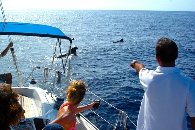 Dolphin and Whales watching cruise from Puerto Rico de Gran Canaria - What the optional swim stop adds