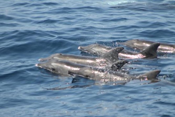 Dolphin and Whales watching cruise from Puerto Rico de Gran Canaria - The value of a $50.46 marine-life outing