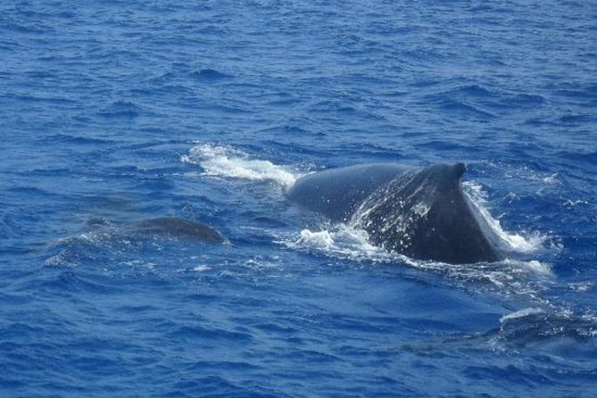Dolphin and Whales watching cruise from Puerto Rico de Gran Canaria - Who will enjoy Spirit of the Sea most