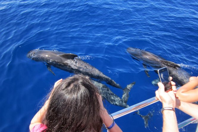 Dolphin and Whales watching cruise from Puerto Rico de Gran Canaria - Searching the southwest coast for cetaceans
