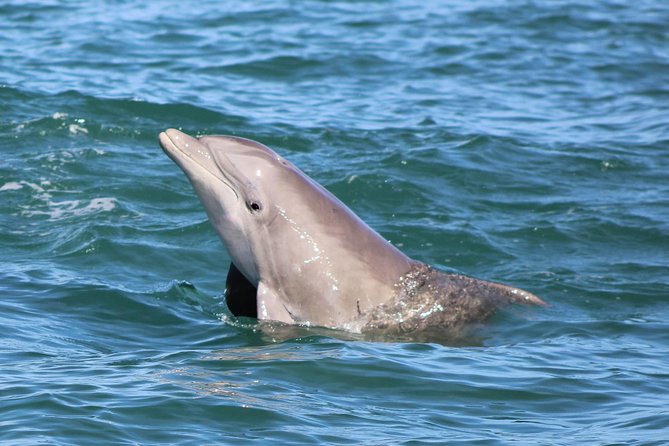 Dolphin and Wildlife Adventure of St. Augustine - History from a pirate’s view