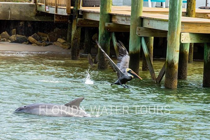 Dolphin and Wildlife Adventure of St. Augustine - Should you book the Dolphin and Wildlife Adventure?