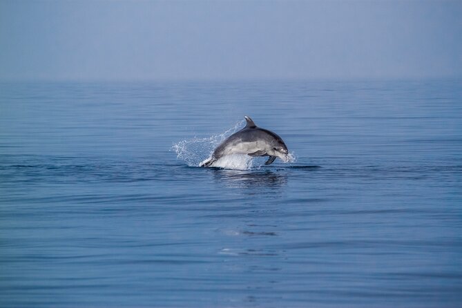Dolphin Boat Trip in Benalmadena - Leaving Benalmádena at 1:00 pm