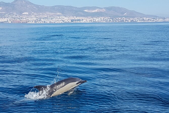 Dolphin Boat Trip in Benalmadena - The value of two hours and $54.22