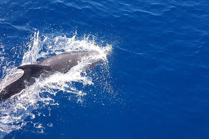 Dolphin Boat Trip in Benalmadena - Comfort, access, and who will enjoy it