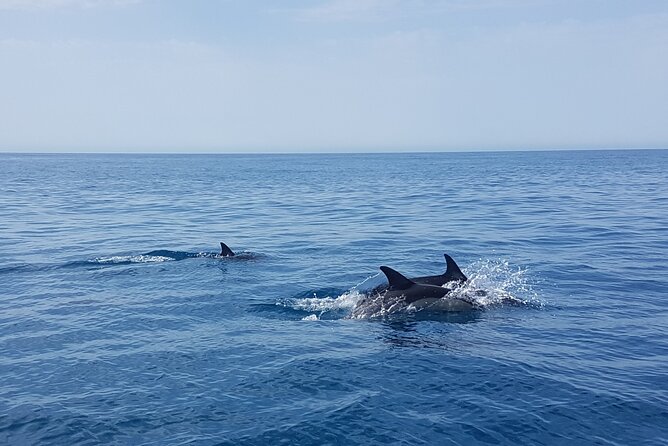 Dolphin Boat Trip in Benalmadena - Weather and the eight-person minimum