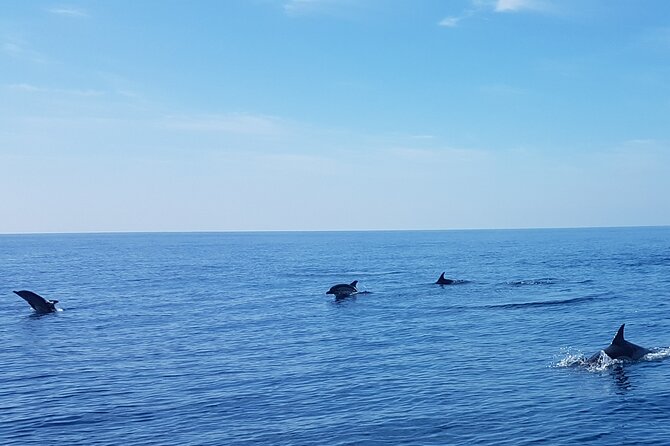 Dolphin Boat Trip in Benalmadena - Small details that improve the outing