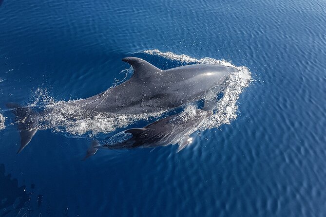 Dolphin Boat Trip in Benalmadena - A search, not a scripted wildlife show