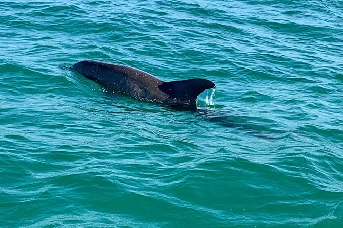 Dolphin Cruise in Destin FL - Dolphins, photo stops, and the best moments
