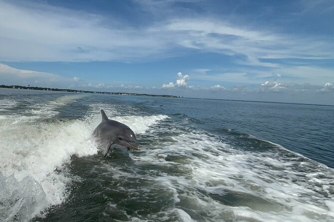 Dolphin cruise in Santa Rosa Beach - Key points to know before booking