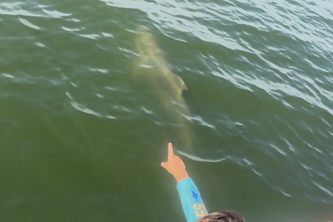 Dolphin cruise in Santa Rosa Beach - Dolphin watching without a guaranteed show