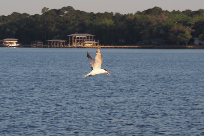 Dolphin cruise in Santa Rosa Beach - A good fit for families and active beach breaks