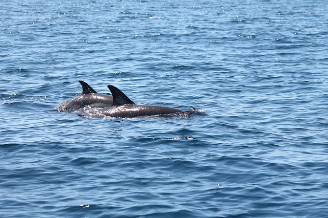 Dolphin Discovery - Leaving from Portimao at 11:30 a.m.