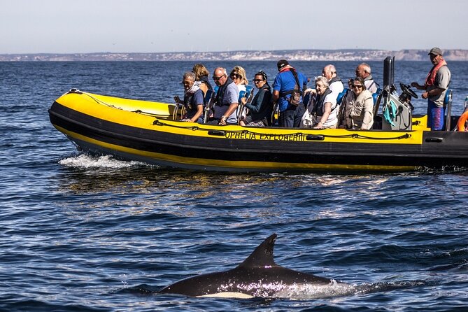 Dolphin Discovery - A small speedboat with room to enjoy the coast