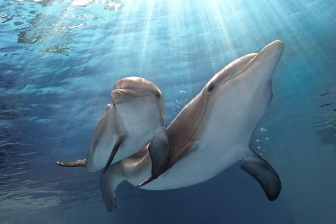 Dolphin Discovery Adventure in Hurghada - From hotel pickup to the 9:00 a.m. boat departure
